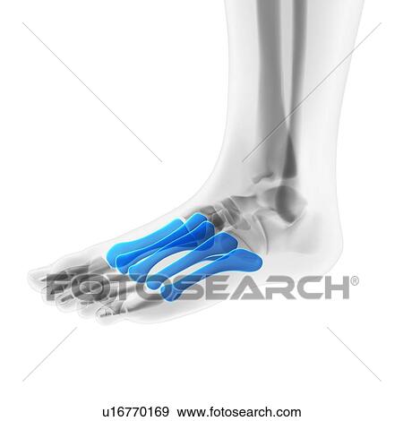 Foot bones, artwork View Large Illustration Stock Illustration - Foot bones, artwork. Fotosearch
