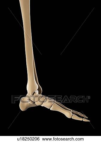 Stock Illustration - Foot bones, artwork. Fotosearch