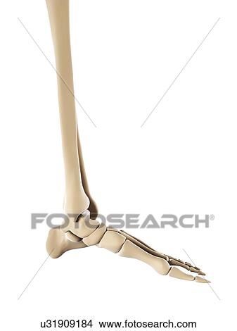 Stock Illustration - Foot bones, artwork. Fotosearch