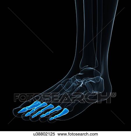 Foot bones, artwork View Large Illustration Stock Illustration - Foot bones, artwork. Fotosearch