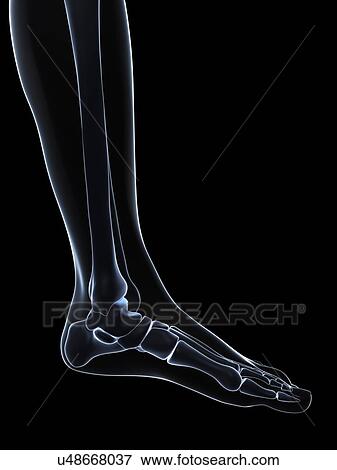 Foot bones, artwork View Large Illustration Stock Illustration - Foot bones, artwork. Fotosearch