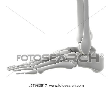 Foot bones, artwork View Large Illustration Stock Illustration - Foot bones, artwork. Fotosearch