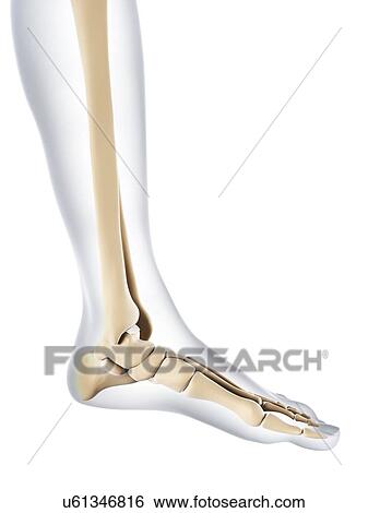 Foot bones, artwork View Large Illustration Stock Illustration - Foot bones, artwork. Fotosearch