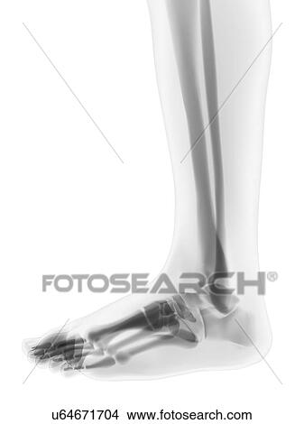 Foot bones, artwork View Large Illustration Stock Illustration - Foot bones, artwork. Fotosearch