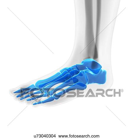 Stock Illustration - Foot bones, artwork. Fotosearch
