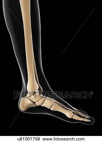 Foot bones, artwork View Large Illustration Stock Illustration - Foot bones, artwork. Fotosearch
