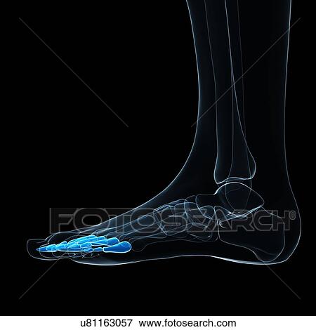 Foot bones, artwork View Large Illustration Stock Illustration - Foot bones, artwork. Fotosearch