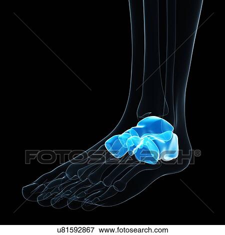 Foot bones, artwork View Large Illustration Stock Illustration - Foot bones, artwork. Fotosearch