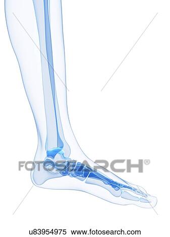 Foot bones, artwork View Large Illustration Stock Illustration - Foot bones, artwork. Fotosearch