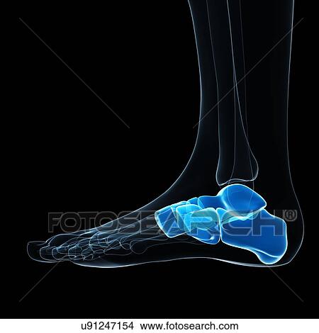 Stock Illustration - Foot bones, artwork. Fotosearch