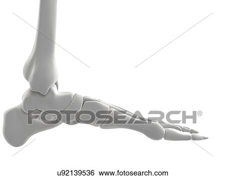 Foot bones, artwork View Large Illustration Stock Illustration - Foot bones, artwork. Fotosearch