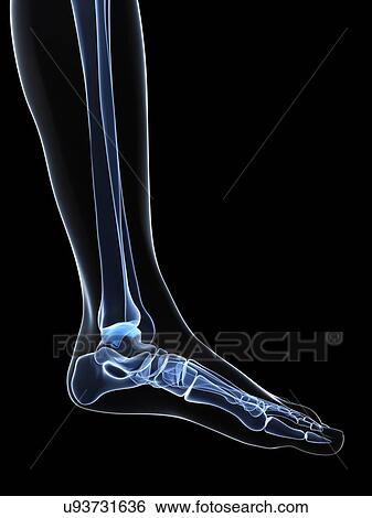 Stock Illustration - Foot bones, artwork. Fotosearch
