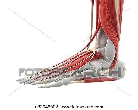 Foot muscles, artwork View Large Illustration Drawing - Foot muscles, artwork. Fotosearch