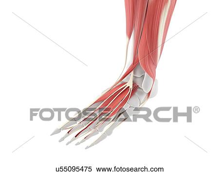 Stock Illustration - Foot muscles, artwork. Fotosearch