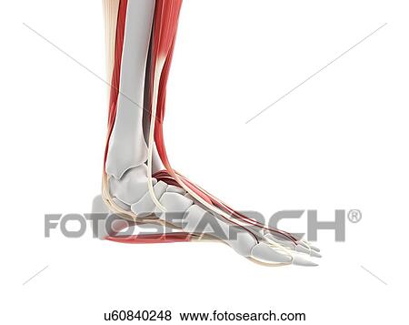 Stock Illustration - Foot muscles, artwork. Fotosearch