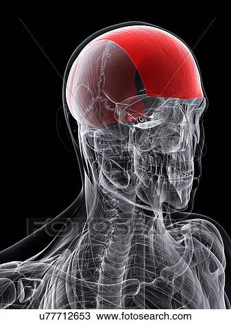 Drawing - Forehead muscle, artwork. Fotosearch