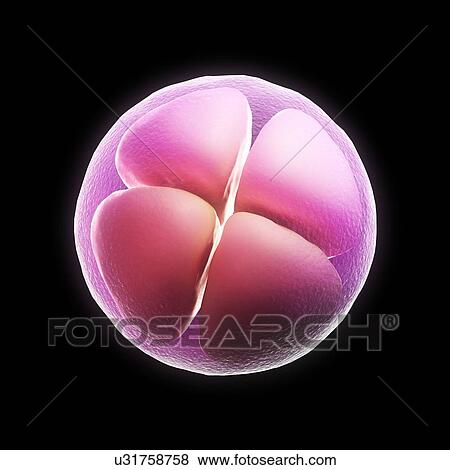 Four-cell embryo, artwork View Large Illustration Stock Illustration - Four-cell embryo, artwork. Fotosearch