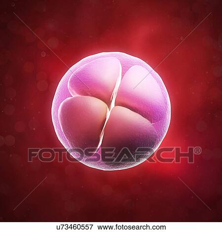 Four-cell embryo, artwork View Large Illustration Stock Illustration - Four-cell embryo, artwork. Fotosearch