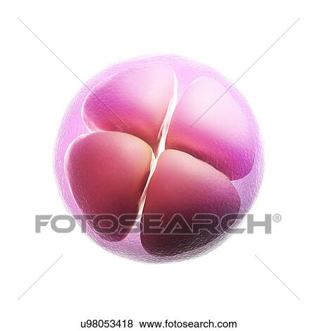 Four-cell embryo, artwork View Large Illustration Stock Illustration - Four-cell embryo, artwork. Fotosearch