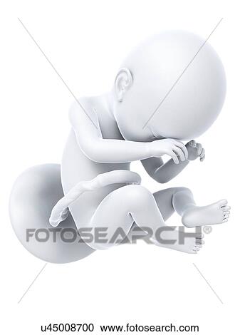 Full term foetus, artwork View Large Illustration Clipart - Full term foetus, artwork. Fotosearch