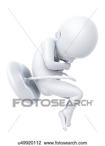 Full term foetus, artwork View Large Illustration Drawing - Full term foetus, artwork. Fotosearch