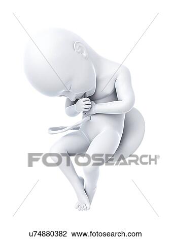 Full term foetus, artwork View Large Illustration Drawing - Full term foetus, artwork. Fotosearch