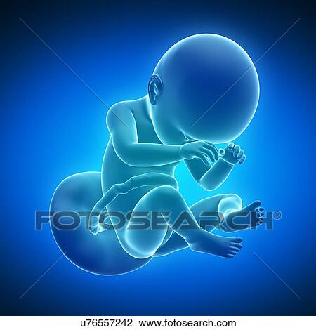 Full term foetus, artwork View Large Illustration Drawing - Full term foetus, artwork. Fotosearch