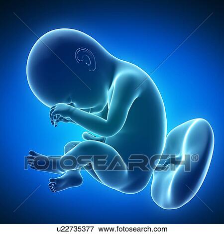 Full term foetus, artwork View Large Illustration Stock Illustration - Full term foetus, artwork. Fotosearch