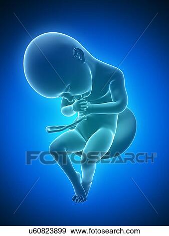 Full term foetus, artwork View Large Illustration Stock Illustration - Full term foetus, artwork. Fotosearch