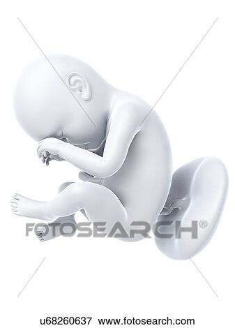Stock Illustration - Full term foetus, artwork. Fotosearch
