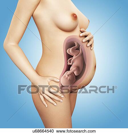 Clipart - Full term pregnant women, artwork. Fotosearch