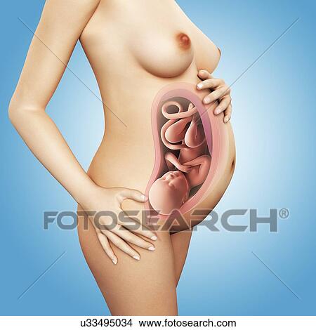Stock Illustration - Full term pregnant women, artwork. Fotosearch