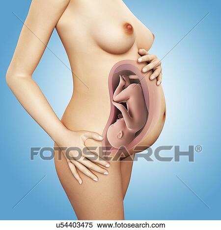Full term pregnant women, artwork View Large Illustration Stock Illustration - Full term pregnant women, artwork. Fotosearch