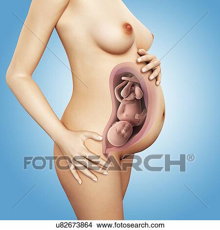 Stock Illustration - Full term pregnant women, artwork. Fotosearch