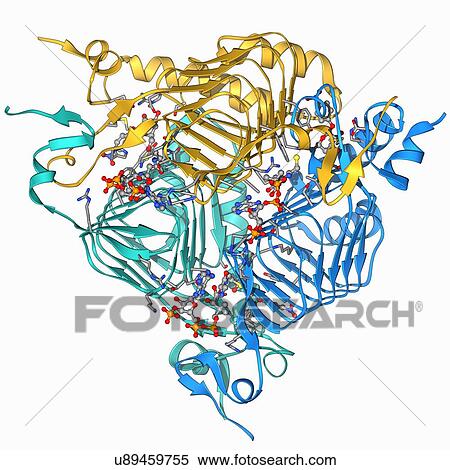 Galactoside acetyltransferase molecule View Large Illustration Stock Illustration - Galactoside acetyltransferase molecule. Fotosearch