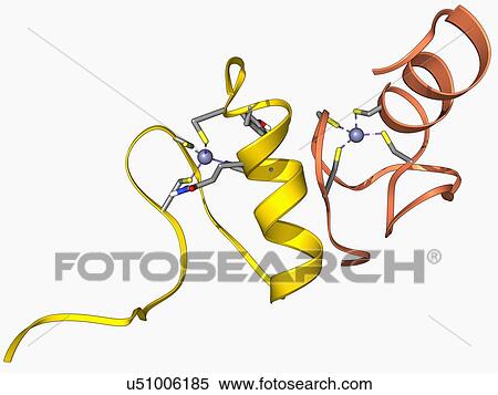 Stock Illustration - GATA transcription factor and zinc finger. Fotosearch