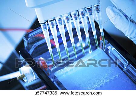 Gel electrophoresis View Large Illustration Stock Illustration - Gel electrophoresis. Fotosearch