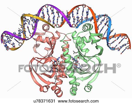 Gene activator protein View Large Illustration Clip Art - Gene activator protein. Fotosearch