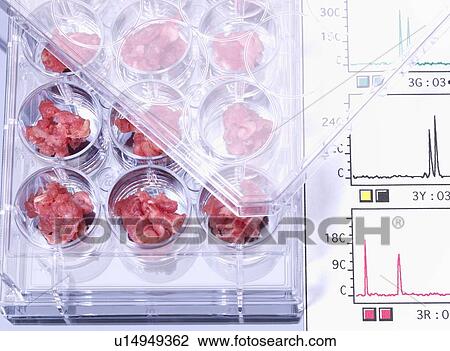 Drawing - Genetic testing of meat, conceptual image. Fotosearch