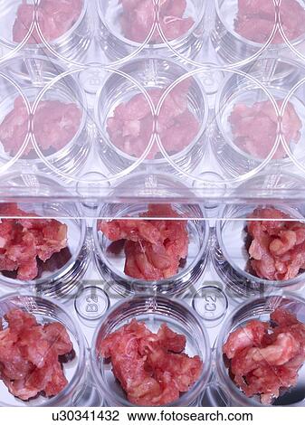 Genetic testing of meat, conceptual image View Large Illustration Drawing - Genetic testing of meat, conceptual image. Fotosearch