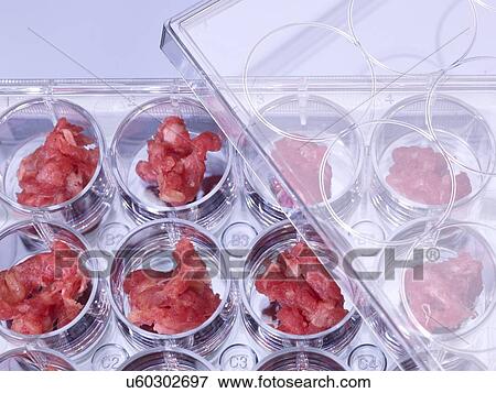 Stock Illustration - Genetic testing of meat, conceptual image. Fotosearch