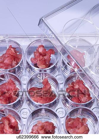 Genetic testing of meat, conceptual image View Large Illustration Stock Illustration - Genetic testing of meat, conceptual image. Fotosearch