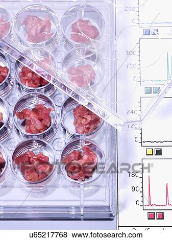 Genetic testing of meat, conceptual image View Large Illustration Stock Illustration - Genetic testing of meat, conceptual image. Fotosearch