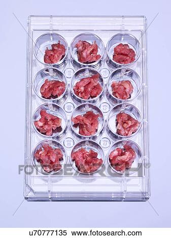 Stock Illustration - Genetic testing of meat, conceptual image. Fotosearch