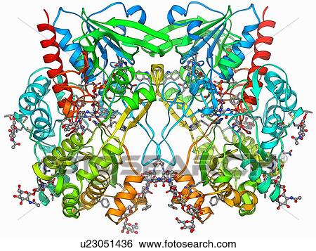 Glucose oxidase molecule View Large Illustration Stock Illustration - Glucose oxidase molecule. Fotosearch