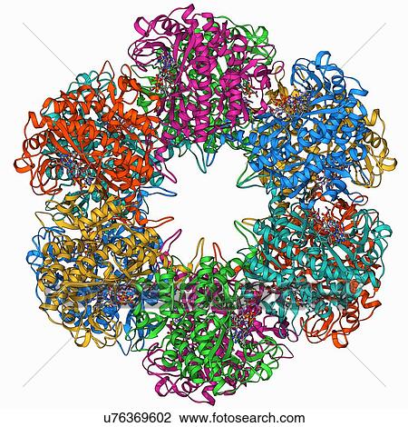 Glutamine synthetase enzyme View Large Illustration Drawing - Glutamine synthetase enzyme. Fotosearch