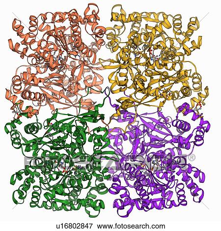 Stock Illustration - Glycogen phosphorylase molecule. Fotosearch