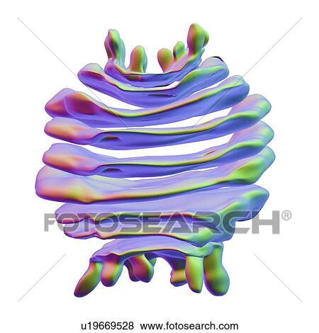 Golgi apparatus, artwork View Large Illustration Stock Illustration - Golgi apparatus, artwork. Fotosearch