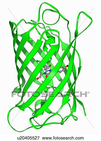 Green fluorescent protein molecule View Large Illustration Stock Illustration - Green fluorescent protein molecule. Fotosearch