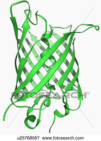 Green fluorescent protein molecule View Large Illustration Stock Illustration - Green fluorescent protein molecule. Fotosearch